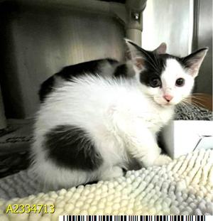 ARLENE, kitten, available for adoption
