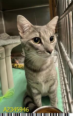 A gray tabby cat sitting in a cage with a green floor and a metal structure in the background. The cat has large, expressive eyes and is looking directly at the camera. There is a yellow and black patterned object behind the cat, and a green string is visible on the left side of the image. The number A2345946 is displayed at the bottom left corner.