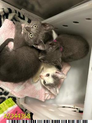 ASHER, kitten, available for adoption