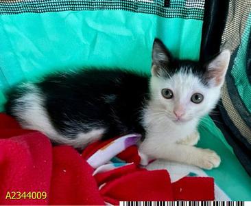 PETTIPAWS, kitten, available for adoption
