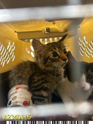 HONEY, kitten, available for adoption