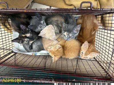 PURRSEPHONE, kitten, available for adoption