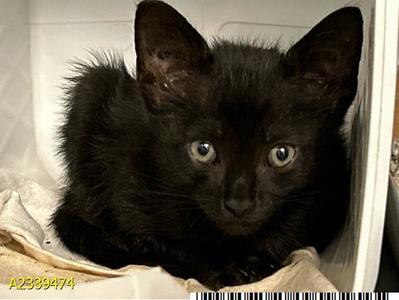 BUCKY, kitten, available for adoption