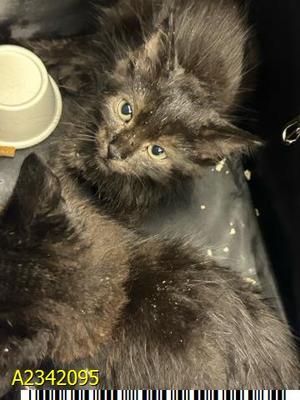 FREYA, kitten, available for adoption