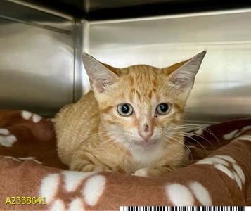 CHARMANDER, kitten, available for adoption