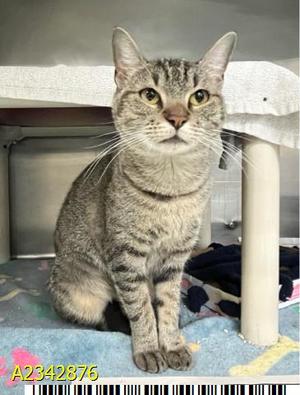 JUNEBUG, adult, available for adoption