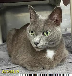 A gray cat with green eyes and a white patch on its chest, sitting on a gray surface.