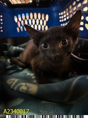 COCOA, kitten, available for adoption