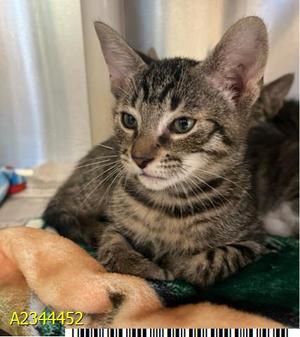 FLYER, kitten, available for adoption