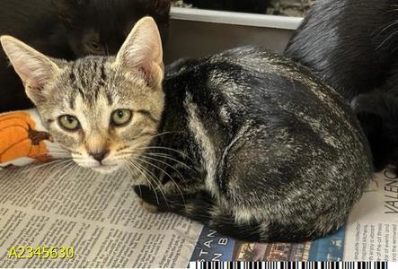 BOO DINI, kitten, available for adoption