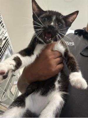 BANJO, young, available for adoption