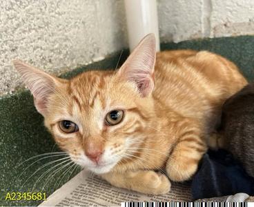 NACHO, kitten, available for adoption