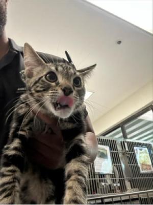 BINGO, young, available for adoption
