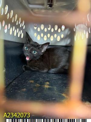 FELIX, kitten, available for adoption