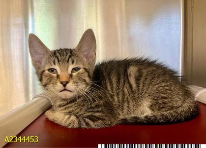 DELLA, kitten, available for adoption
