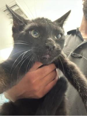 BONGO, young, available for adoption