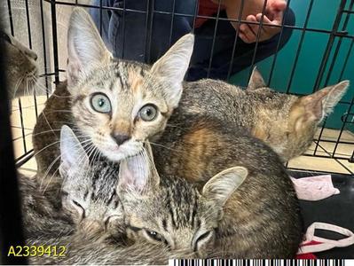 CLAUDIA, kitten, available for adoption