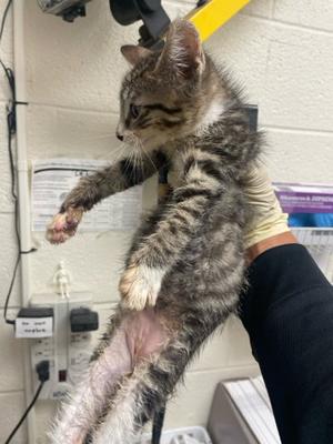 HONEY, kitten, available for adoption