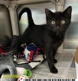 ABSOL, kitten, available for adoption