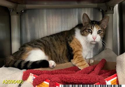 PUNIM, senior, available for adoption
