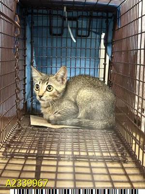 ARABELLA, kitten, available for adoption