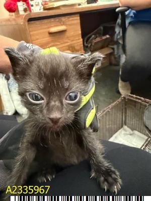 BOOMBOX, kitten, available for adoption