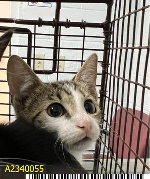 CADET, kitten, available for adoption