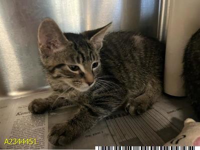 DRIVER, kitten, available for adoption