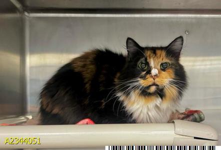 PRINCESS PEACH, adult, available for adoption