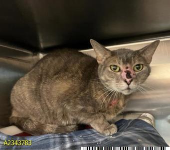 CONFETTI, adult, available for adoption