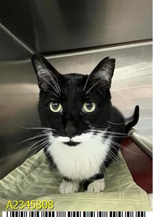 BUSTER, adult, available for adoption