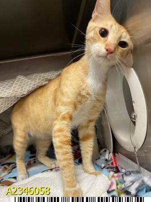 JASPURR, adult, available for adoption