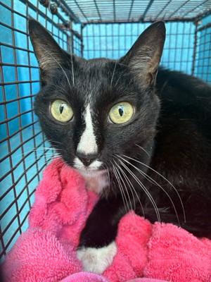 DIMITRESCU, adult, available for adoption