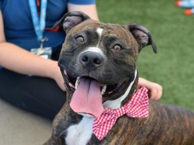 BRONCO, Mixed Breed, young, available for adoption