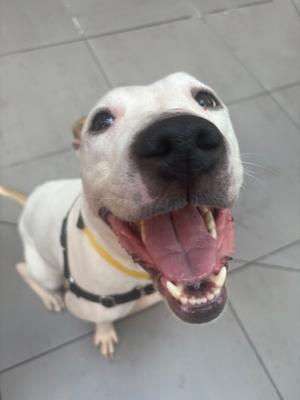 A happy white dog with a black nose and open mouth, wearing a yellow collar, sitting on a tiled floor.