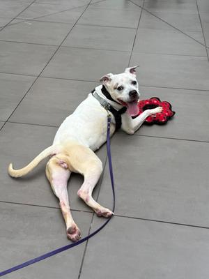 A white dog lying on a tiled floor, holding a red toy in its mouth, with a purple leash attached to its collar.