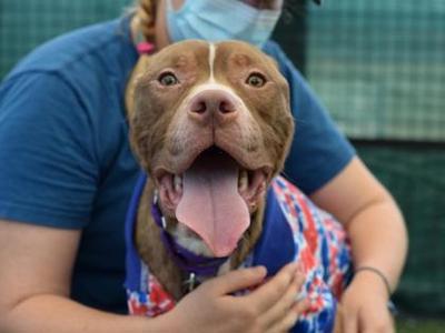 ANSEL, Mixed Breed, adult, available for adoption
