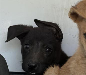 A170729, German Shepherd Dog, puppy, available for adoption