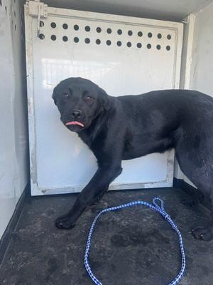 A166800, Labrador Retriever, young, available for adoption