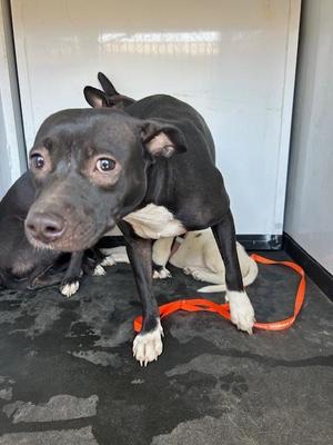 A170960, Pit Bull Terrier, young, available for adoption