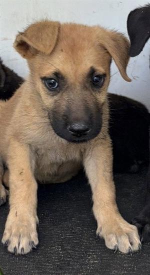 A170727, German Shepherd Dog, puppy, available for adoption