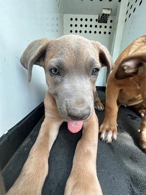 A170791, Pit Bull Terrier, puppy, available for adoption