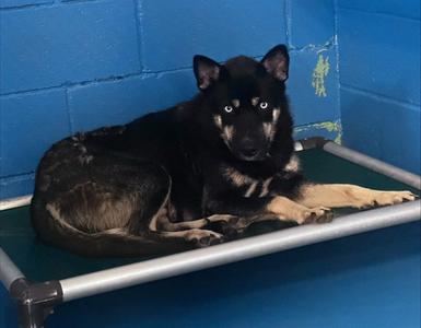 A170685, Siberian Husky, adult, available for adoption