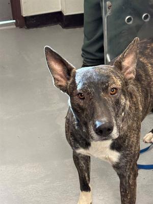 A brindle dog with a white chest and paws, standing indoors, looking directly at the camera.
