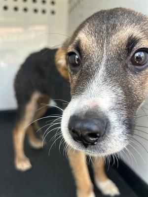 A170927, German Shepherd Dog, young, available for adoption