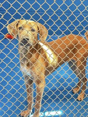 A170383, Greyhound, young, available for adoption