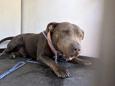 A170156, Pit Bull Terrier, adult, available for adoption