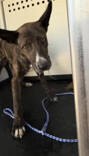 A171266, Carolina Dog, adult, available for adoption