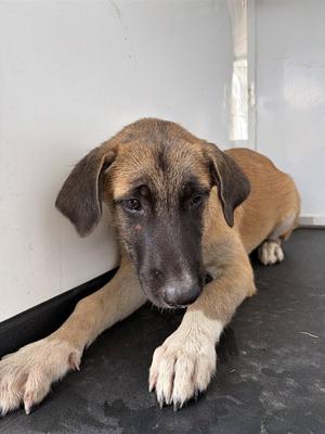 A171177, German Shepherd Dog, young, available for adoption