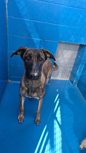 A170998, Belgian Shepherd Malinois, young, available for adoption